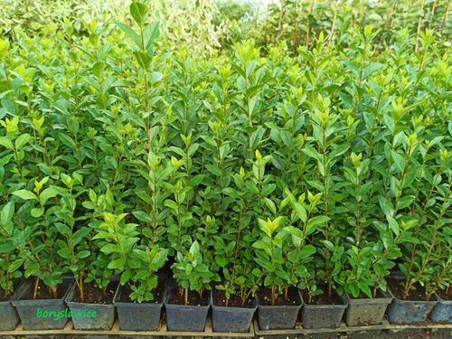 Ligustr jajolistny zimozielony (Ligustrum) w P9, wysokość 30-40 cm na Arena.pl