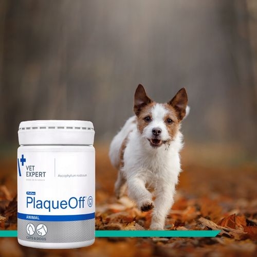 Proszek do zębów preparat dla psów i kotów Vet Expert Plaque Off 20 g na Arena.pl