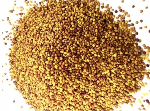 MIKROKONICZYNA drobnolistna KONICZYNA trawa nasiona 100 m² 0,5kg zdjęcie 4