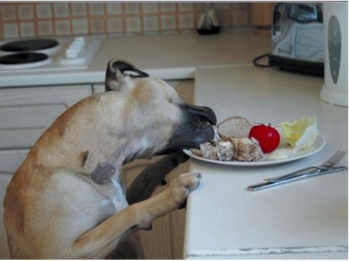 Pet Corrector 30ml na Arena.pl