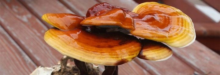 Grzyb REISHI susz 100g zdjęcie 7