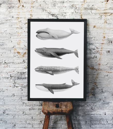 Plakat humbaki wieloryb 21x29,7 cm A4 na Arena.pl