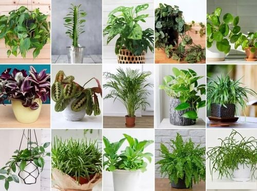 SUBSTRAL OCHRONA KWIATY 100ml OWADOBÓJCZY I GRZYBOBÓJCZY ZIEMIÓRKI na Arena.pl