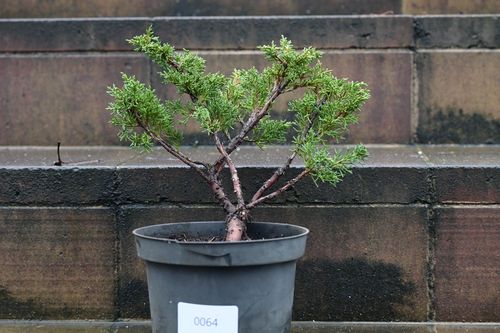 jałowiec chiński Shimpaku - Juniperus chinensis 0064 na Arena.pl
