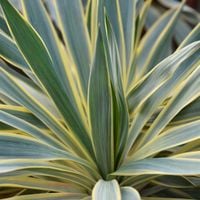 Juka wspaniała VARIEGATA Jukka Yucca gloriosa Obrzeżona Sadzonki C2