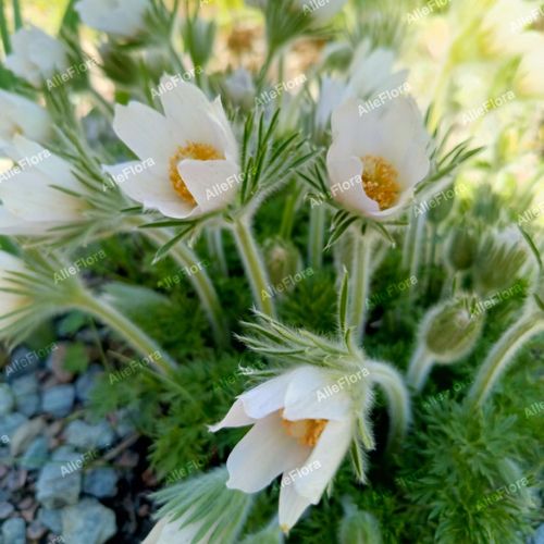 Sasanka zwyczajna 'Pinwheel White' (Pulsatilla vulgaris) Poj. P9 na Arena.pl