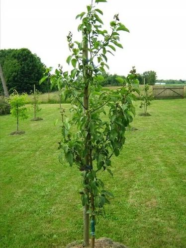 JABŁOŃ KATJA znakomita na soki łatwa w uprawie - sadzonki 110 / 140 cm na Arena.pl