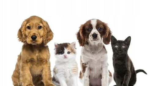 Sizarol Complex Forte 500ml na Stawy Psów Biovico na Arena.pl