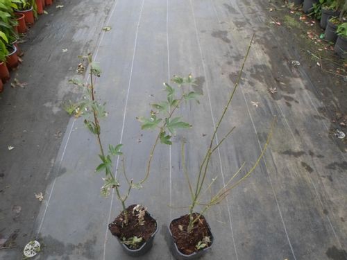 Klon palmowy Ukigumo unikatowy 40-60cm P14 na Arena.pl