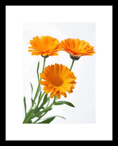 Plakat 13x18cm Słoneczne Kalendule na Arena.pl