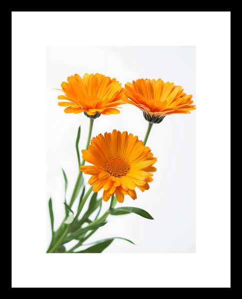 Plakat 13x18cm Słoneczne Kalendule zdjęcie 3