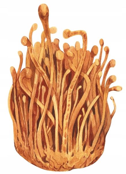 Encann Cordyceps (Maczużnik Bojowy) + Lion's Mane silny ekstrakt 2x50 ml zdjęcie 6