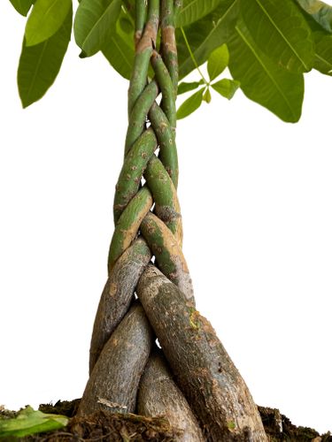 PACHIRA WODNA 110 cm na Arena.pl