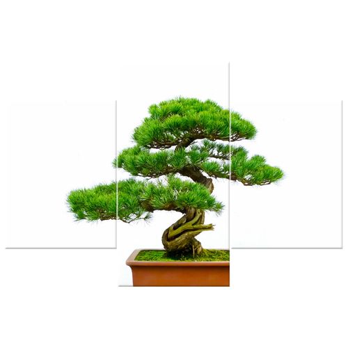 Obraz Do Kuchni 90X60 Bonsai na Arena.pl