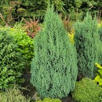 Jałowiec STRICTA Wolnorosnący stożek Na gęsty żywopłot Soliter Sadzonki C3