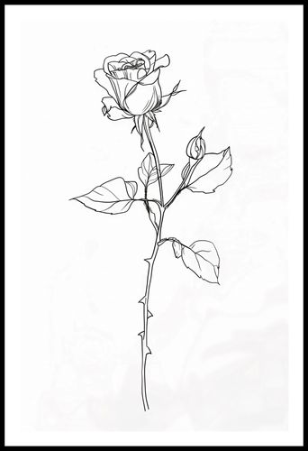 Plakat 56,6x86,4cm Kontur Róży na Arena.pl