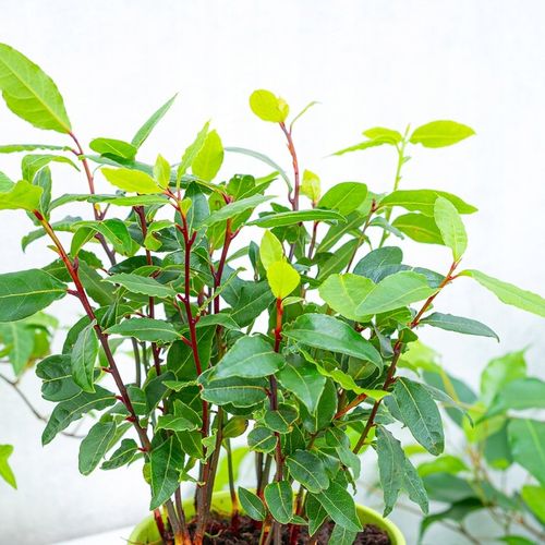 Laurus Nobilis WŁASNY LIŚĆ LAUROWY - Wawrzyn Szlachetny - Drzewko Do na Arena.pl