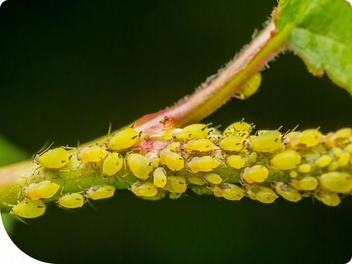 Mospilan 20SP 40g SUMI AGRO acetamipryd, stonka, mszyca, opuchlak, na Arena.pl