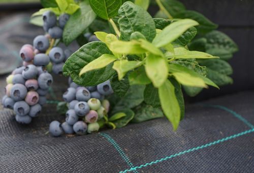 AGROTKANINA 110G 3,2x50m PREMIUM UV 3% AGROWŁÓKNINA CZARNA MATA + KOŁKI na Arena.pl