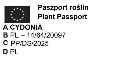PIGWA OLBRZYMIA JABŁKOWA SZCZEPIONA NA PNIU - sadzonki 130 / 150 cm na Arena.pl