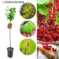 Czerwona Porzeczka Cukrowa pienna NA PNIU 80-120 cm