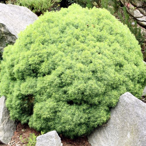 Doniczka 9 x 9cm (P9) na Arena.pl