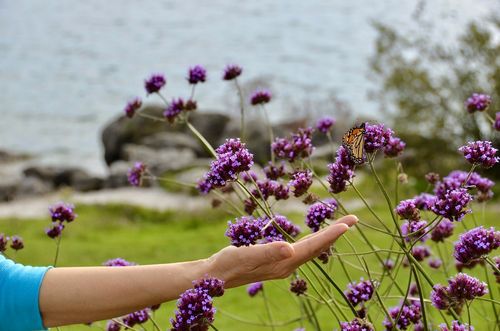 Werbena patagońska Motyli Krzew Duża Sadzonka (Verbena bonariensis) 2.0L na Arena.pl