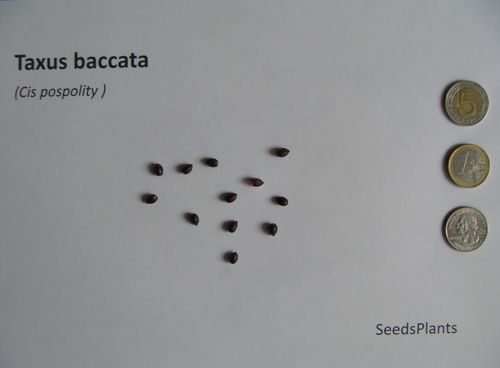 CIS POSPOLITY Taxus baccata - NASIONA 140 sztuk - 10g. na Arena.pl