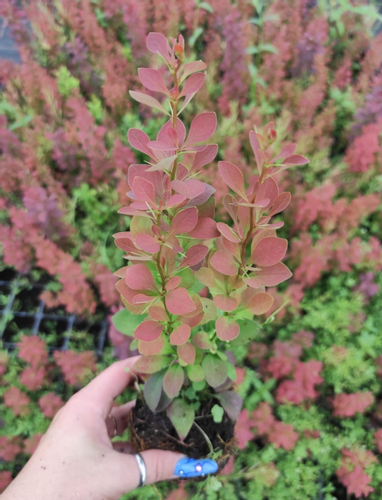 Berberys Thunberga RED PILLAR 10-30cm Ognisty Krzew Sadzonka na Arena.pl