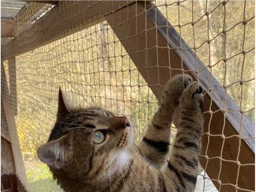 ZESTAW SIATKA NA BALKON 5x3 DLA KOTA WZMOCNIONA DRUCIKIEM BEZ WIERCENIA na Arena.pl