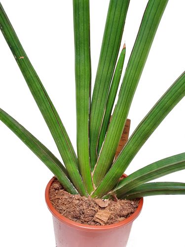 Sansewieria KATANA Sansevieria 60 cm na Arena.pl