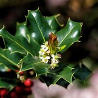 Ostrokrzew Meservy 'Blue Angel' Zimozielony Żeński (Ilex ×meserveae) 2.0L