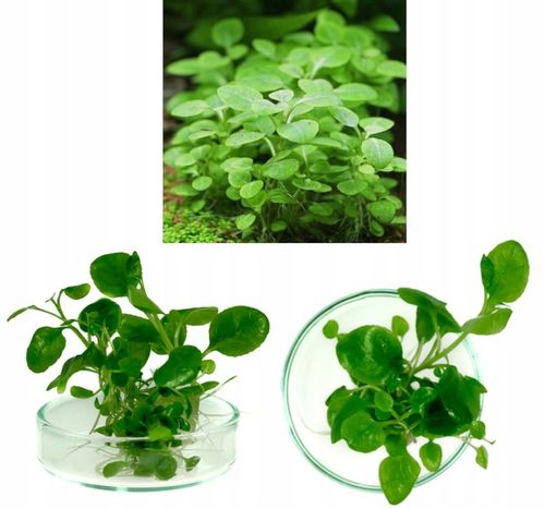 ZESTAW ROŚLIN środkowy plan środek ŁATWY ZESTAW ROŚLIN + gratis PĘSETA na Arena.pl