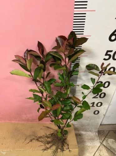 Głogownik Red Robin Fraseri Photina sadzonki 40-70 cm na Arena.pl