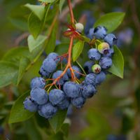 Borówka amerykańska EARLIBLUE Najwcześniejsza Sadzonki 3-letnie Doniczka 2L