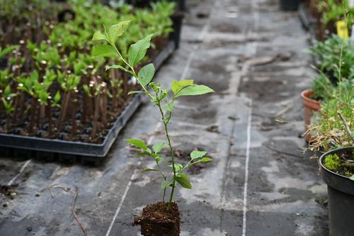 Borówka Sapphire - Vaccinium na Arena.pl