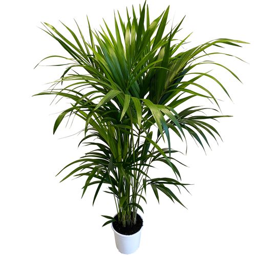 PALMA KENTIA (Kencja, Howea) 160 cm na Arena.pl