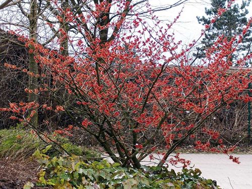 Oczar pośredni Rubin C2 na Arena.pl