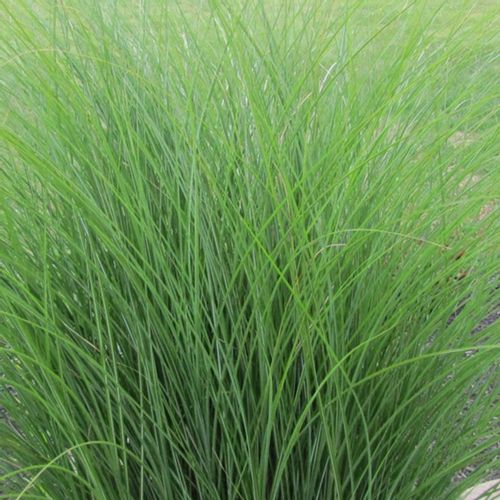 Miskant chiński GRACILLIMUS Brązowe piuropusze Duże sadzonki C3 na Arena.pl