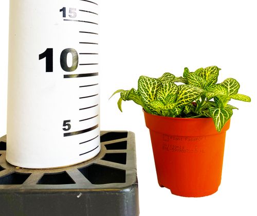 FITTONIA Mont Blanc 12cm na Arena.pl