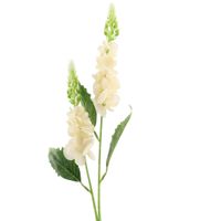 Ostróżka x2 kremowa