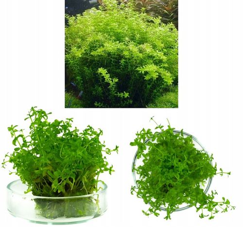 ZESTAW ROŚLIN środkowy plan środek ŁATWY ZESTAW ROŚLIN + gratis PĘSETA na Arena.pl