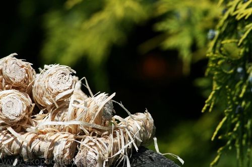 Podpałka ekologiczna Feniks (500 g) na Arena.pl