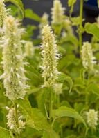 Kłosowiec pomarszczony Alabaster Agastache rugosa bylina miododajna