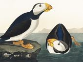 Plakat 40x30cm Maskonur, J.J.Audubon Vintage do Salonu
