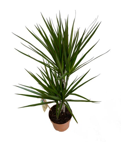 DRACENA MARGINATA 80 cm na Arena.pl