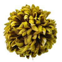 Chryzantema wyr. ananas oliwkowa 6 szt.