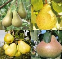 GRUSZA Pakiet 6 sztuk - sadzonki 50 / 80 cm