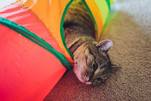 ZABAWKA TUNEL DLA KOTA SZELESZCZĄCY DŁUGI TUNEL DLA KOTA Z ZABAWKAMI XXL na Arena.pl