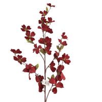 Gałązka dereń bordowa